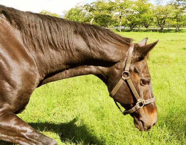 競馬界衝撃 名馬たてがみ連続切り許せん 中村均元調教師ら怒りの声 19年9月21日 エキサイトニュース