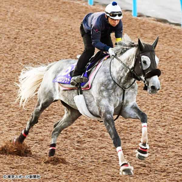 天皇賞 秋 アエロリット 使われて素軽さ増す 距離が延びるのは苦に