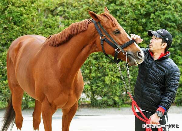 チャンピオンズｃ 進化続ける７歳ウェスタールンドに３つの買い材料 19年11月26日 エキサイトニュース