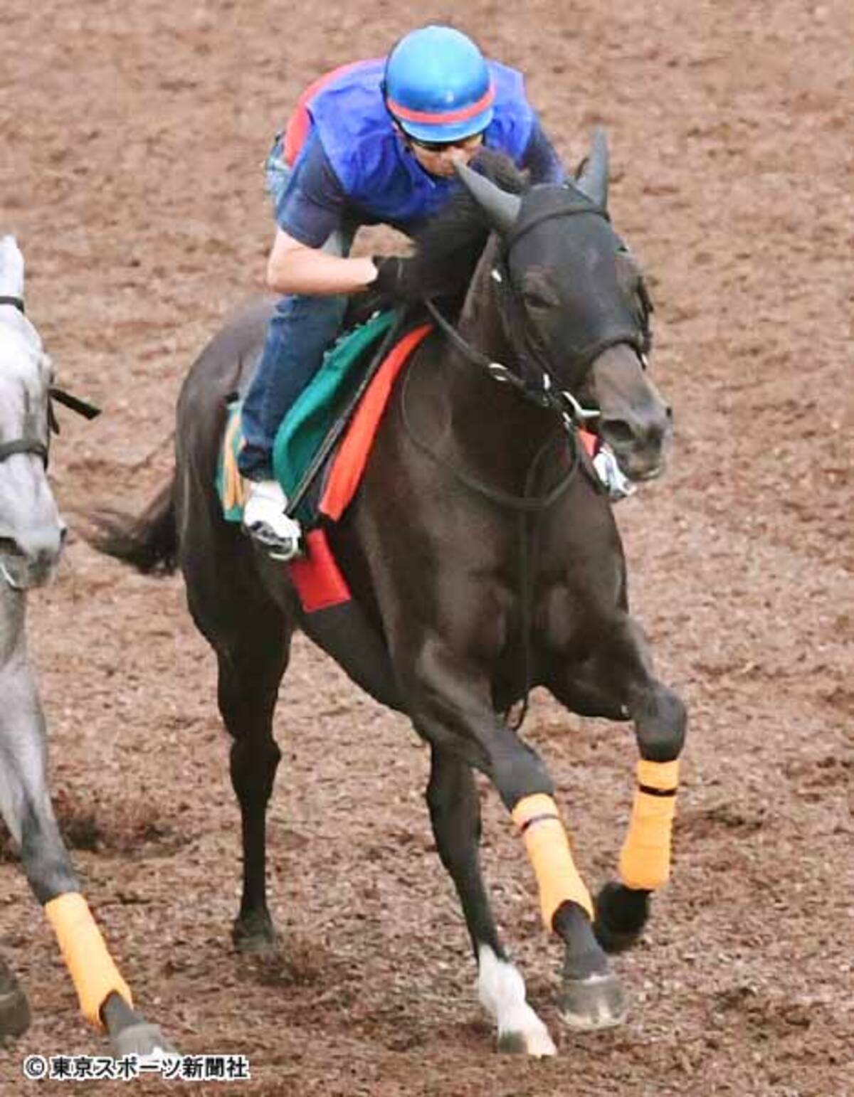 フェアリーｓ 仕上げミスでもサフラン賞６着のサナチャン 抽選突破で逆襲だ 年1月9日 エキサイトニュース