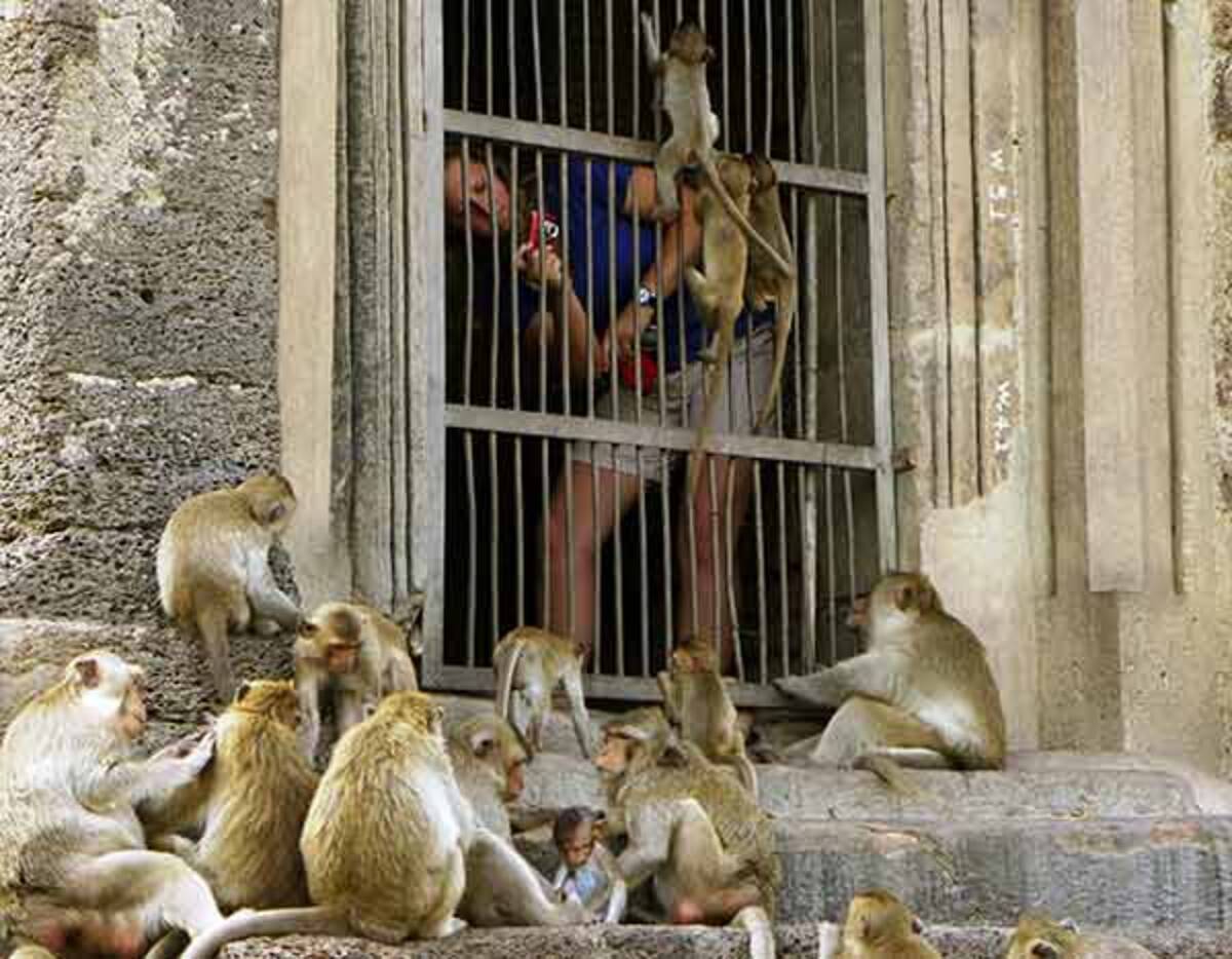 タイが 猿の惑星 になっている 観光客激減でエサ不足のサルの大群が狂暴化 2020年3月19日 エキサイトニュース