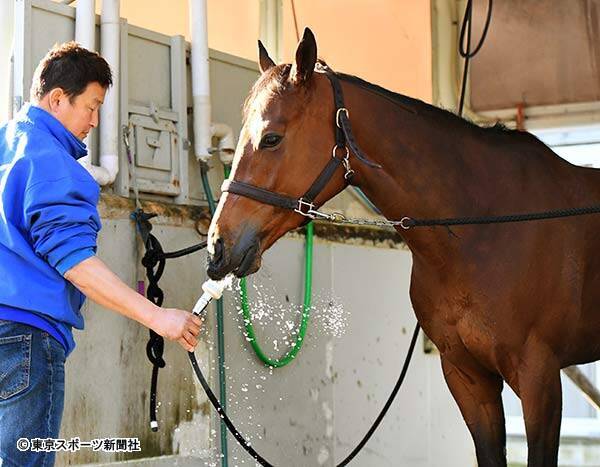 桜花賞 マジックキャッスル国枝調教師 持ち前のスピードでぶっ飛んでくれれば 年4月8日 エキサイトニュース