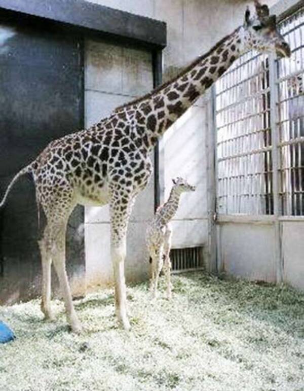 大阪市 天王寺動物園の 希望 キリンの赤ちゃん急死 年4月15日 エキサイトニュース