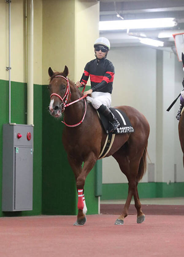 デイリー杯２歳ｓ ホウオウアマゾン担当厩務員が成長力を絶賛 ホンマに最高やで 2020年11月11日 エキサイトニュース