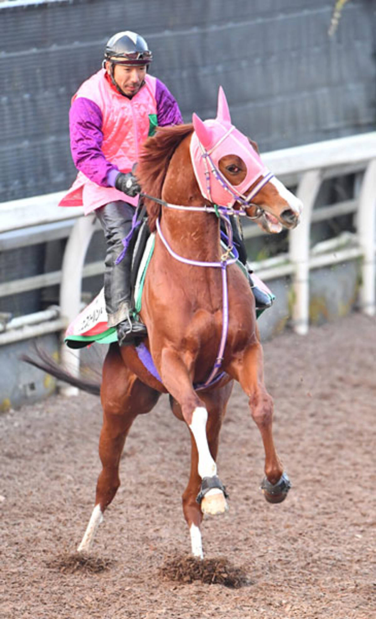 東京大賞典 ウェスタールンド佐々木晶三調教師 広いコースの方が競馬はやりやすい 年12月26日 エキサイトニュース