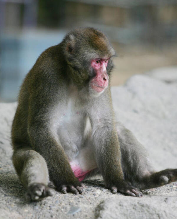 生後８日の赤ちゃんが連れ去られ 凶暴ザル続出の深刻背景 人を見下している 21年2月16日 エキサイトニュース