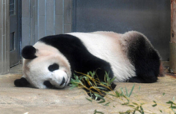 上野動物園の雌パンダ シンシン発情期か コロナで冷え込む街の救世主に 21年3月5日 エキサイトニュース