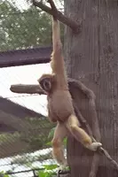 新種ｕｍａ 北米に小人型獣人が現れた 16年10月10日 エキサイトニュース