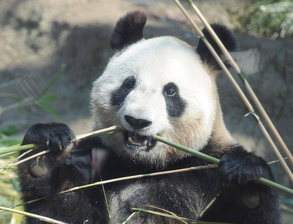 上野動物園のパンダ シンシンに妊娠兆候 シャンシャンの 日本永住権 に影響が 21年6月5日 エキサイトニュース