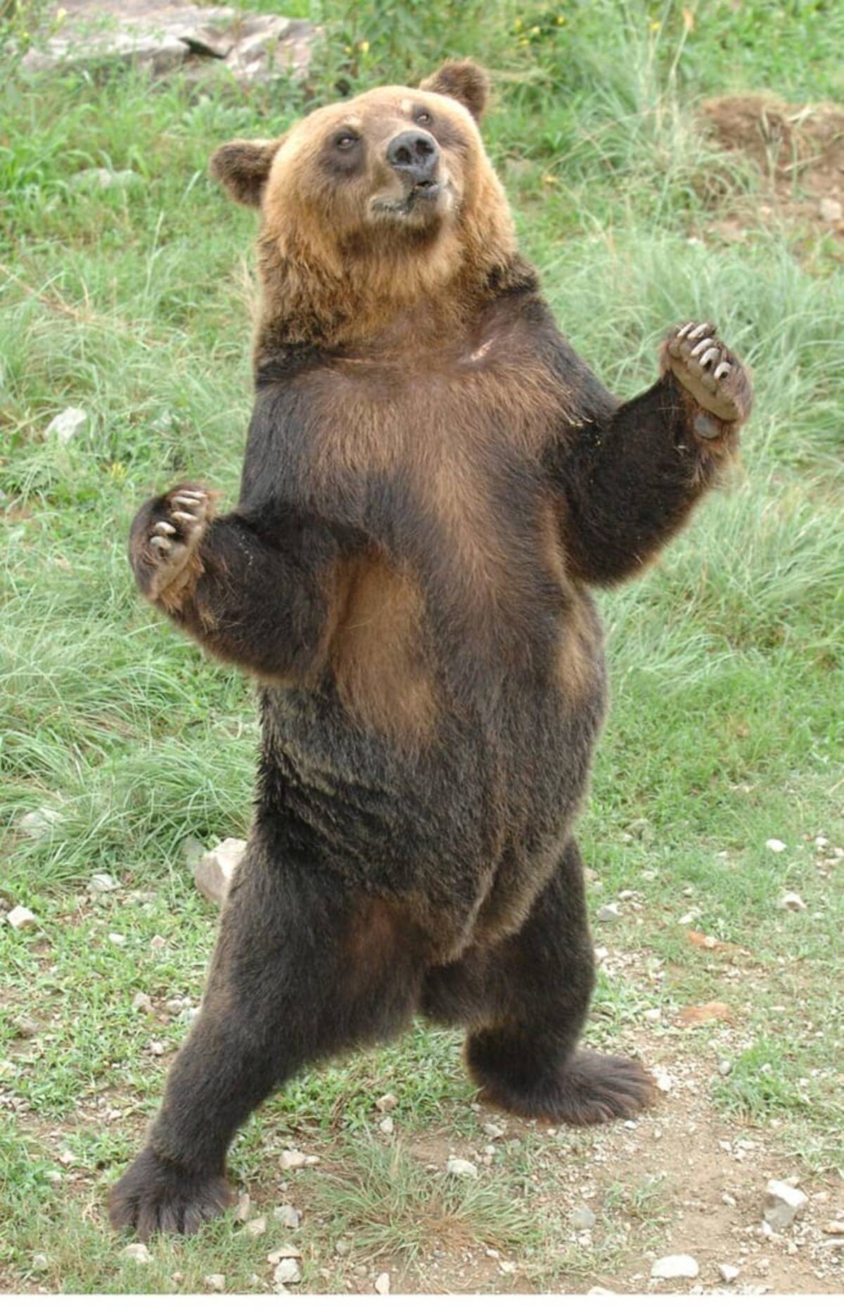 札幌市内に巨大ヒグマ出現 専門家 嗅覚異常で方向感覚失っている 21年6月18日 エキサイトニュース