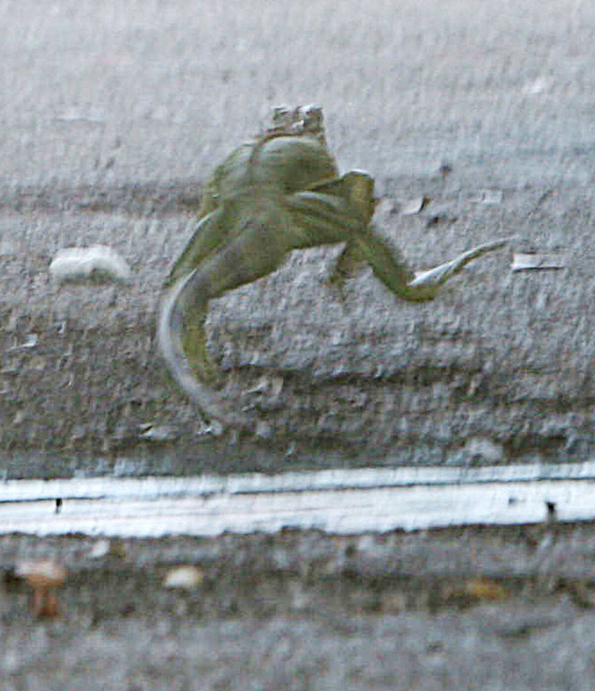 今度は埼玉 川越市で２ｍグリーンイグアナが逃走中 飼いやすさがアダに 21年7月27日 エキサイトニュース