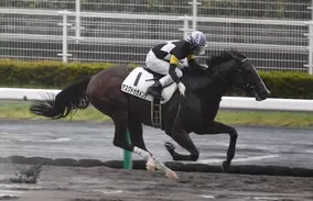 ｊｒａ ヨカヨカが引退 地下馬道で暴れて骨折 繁殖入りへ 21年9月22日 エキサイトニュース