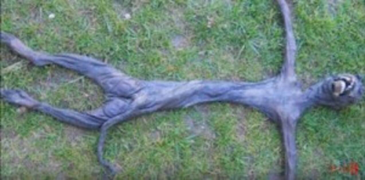 アフリカで発見された 青い肌の怪生物 の正体は 16年5月6日 エキサイトニュース