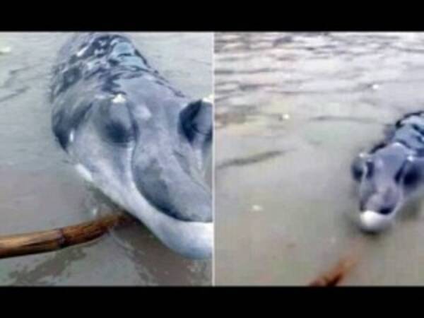 ワニか 魚か 中国の漁師が捕獲した怪生物の正体は 16年5月7日 エキサイトニュース