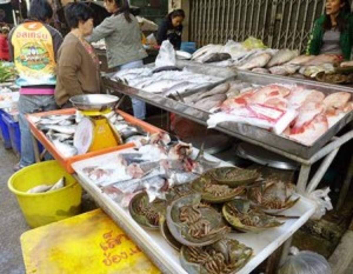 タイでは食用のカブトガニ 日本人には評判イマイチ 17年3月24日 エキサイトニュース