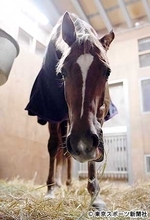 【マイルＣＳ】桜花賞馬レーヌミノル「３歳牝馬は早い時期から古馬相手に通用している」