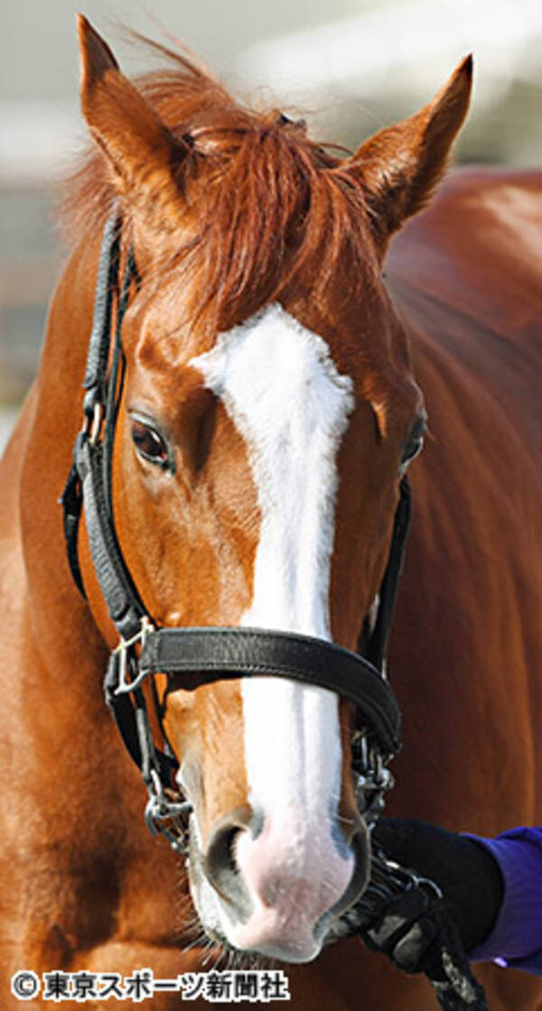有馬記念 馬相診断 シュヴァルグランは ジャニーズ系の現代風イケメン 17年12月21日 エキサイトニュース