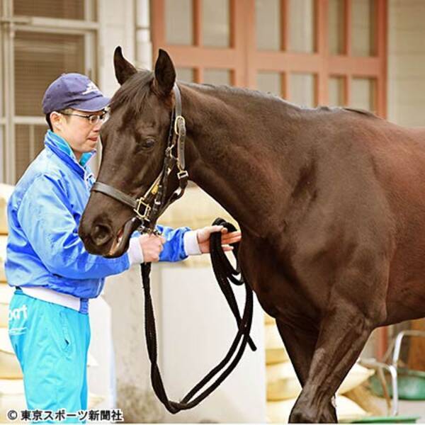チューリップ賞 腕利き助手が高く評価する 注目の１勝馬 レッドランディーニ 2018年2月28日 エキサイトニュース