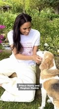 ヘンリー王子とメーガン妃の愛犬マンマ・ミーア　驚きの救出劇に再び脚光が当たる