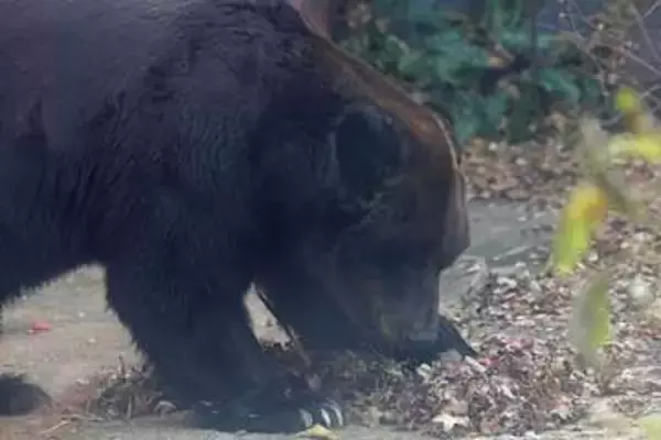 福島・郡山市の市街地に１・５ｍクマ出没　緊急銃猟に高いハードル