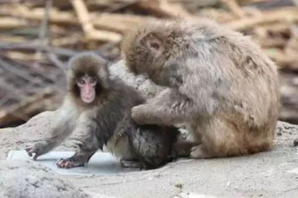パンチくんへの〝サル山侵入事件〟で撮影全面禁止案も「動物たちの安全と健康を第一に」