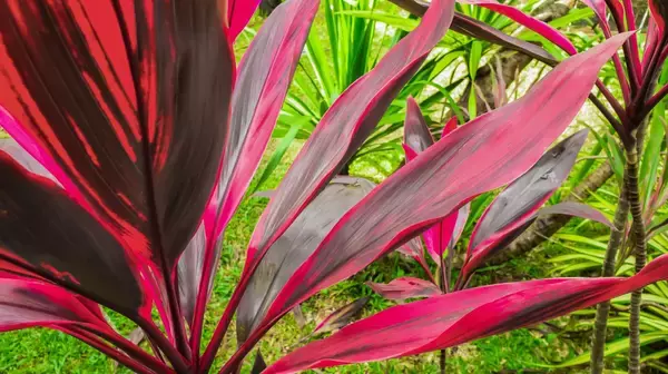 「【カラーリーフおすすめ7選】アレンジしやすいリーフガーデンになる！オシャレで育てやすい品種を紹介」の画像