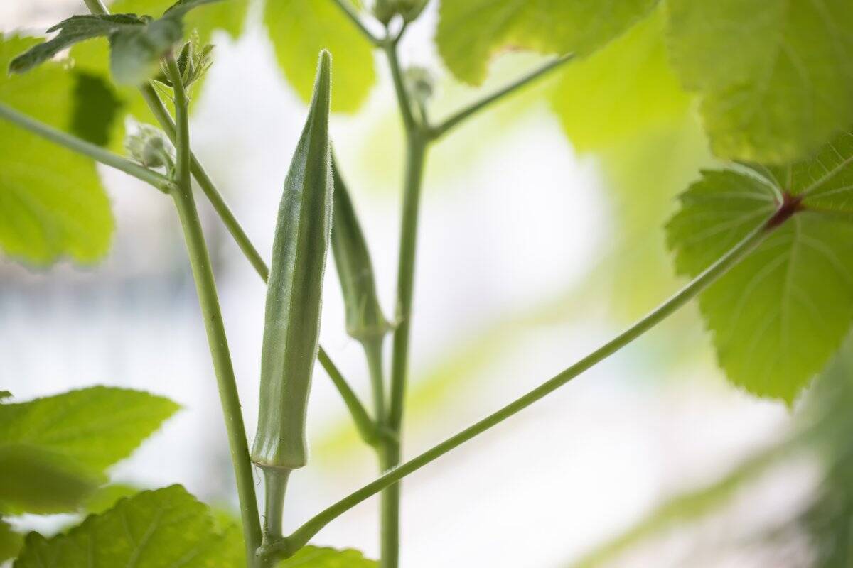 【ガーデニング】初心者もベランダで育てやすい！オススメ草花・野菜・ハーブ15選