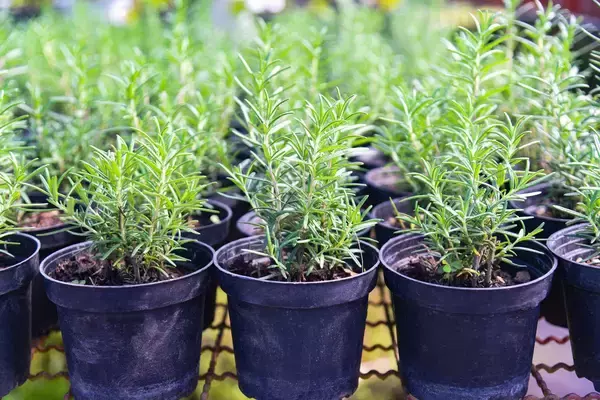 「【ガーデニング】初心者もベランダで育てやすい！オススメ草花・野菜・ハーブ15選」の画像