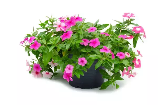 「【ガーデニング】初心者もベランダで育てやすい！オススメ草花・野菜・ハーブ15選」の画像