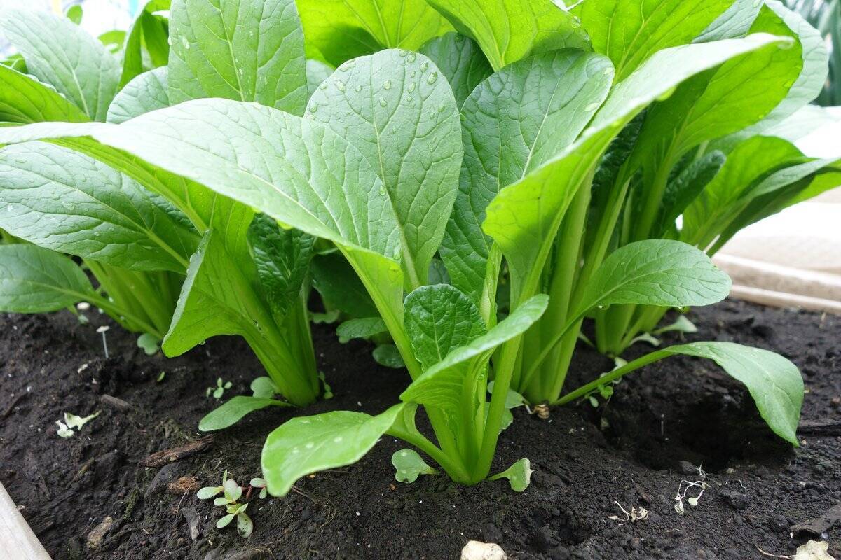 【ガーデニング】初心者もベランダで育てやすい！オススメ草花・野菜・ハーブ15選