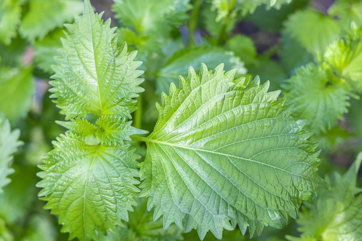 【家庭菜園】種まきシーズン到来！プランターで種から育てるオススメ野菜5選