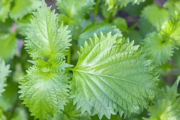 「【家庭菜園】種まきシーズン到来！プランターで種から育てるオススメ野菜5選」の画像