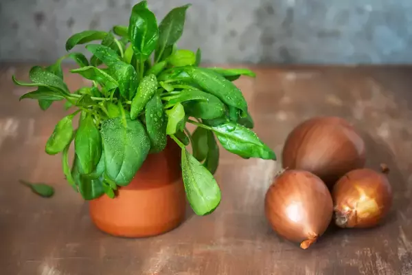 「【家庭菜園】種まきシーズン到来！プランターで種から育てるオススメ野菜5選」の画像