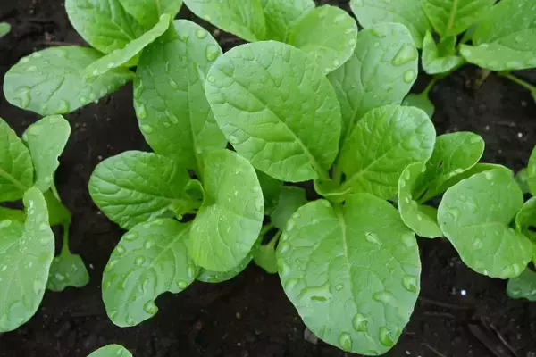 「【家庭菜園】種まきシーズン到来！プランターで種から育てるオススメ野菜5選」の画像