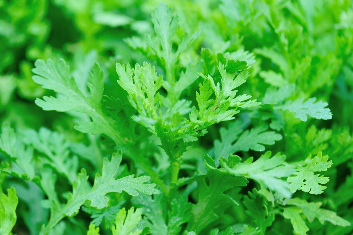 【家庭菜園】種まきシーズン到来！プランターで種から育てるオススメ野菜5選