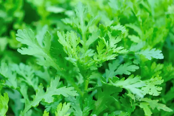 「【家庭菜園】種まきシーズン到来！プランターで種から育てるオススメ野菜5選」の画像