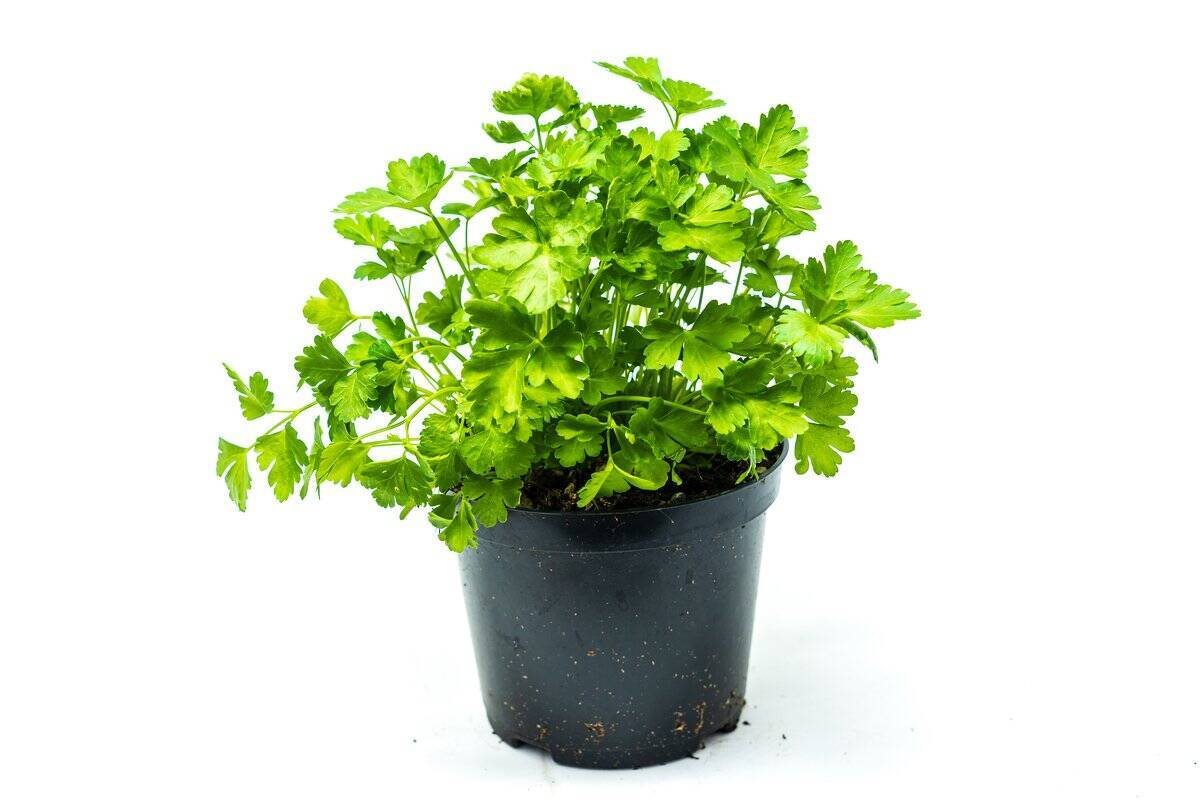 【家庭菜園】種まきシーズン到来！プランターで種から育てるオススメ野菜5選