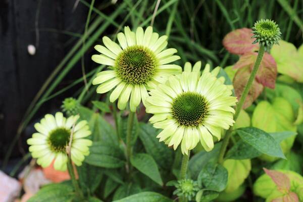 ガーデニング 多年草でつくるナチュラルガーデン オシャレで育てやすいオススメの草花8選 22年7月9日 エキサイトニュース ガーデニング 多年草でつくるナチュラルガーデン オシャレで育てやすいオススメの草花8選 22年7月9日 エキサイトニュース