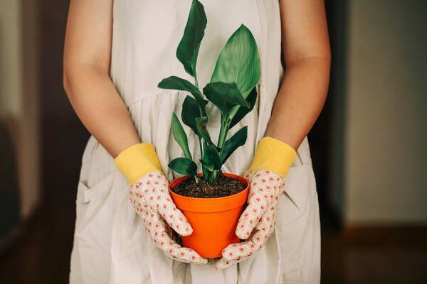 おしゃれな観葉植物オススメ10選 冬は室内で楽しもう 寒さに負けない育て方のコツとは 22年1月24日 エキサイトニュース