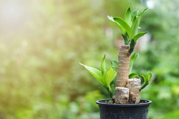 おしゃれな観葉植物オススメ10選 冬は室内で楽しもう 寒さに負けない育て方のコツとは 22年1月24日 エキサイトニュース