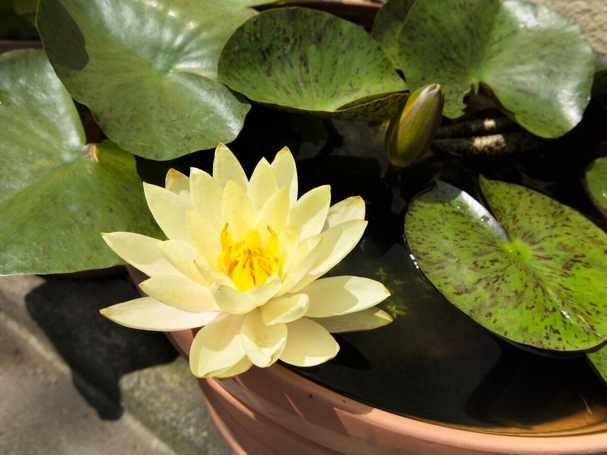 夏のガーデニング 美しい花が咲くスイレン 睡蓮鉢で育てられるオススメ品種 水草も紹介 22年6月5日 エキサイトニュース