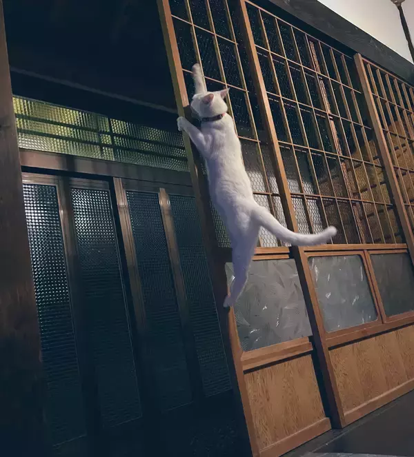 「立場逆転！？ 叱られた猫と叱った犬のやり取りがかわいいとTwitterで話題に！」の画像