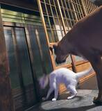 「立場逆転！？ 叱られた猫と叱った犬のやり取りがかわいいとTwitterで話題に！」の画像3