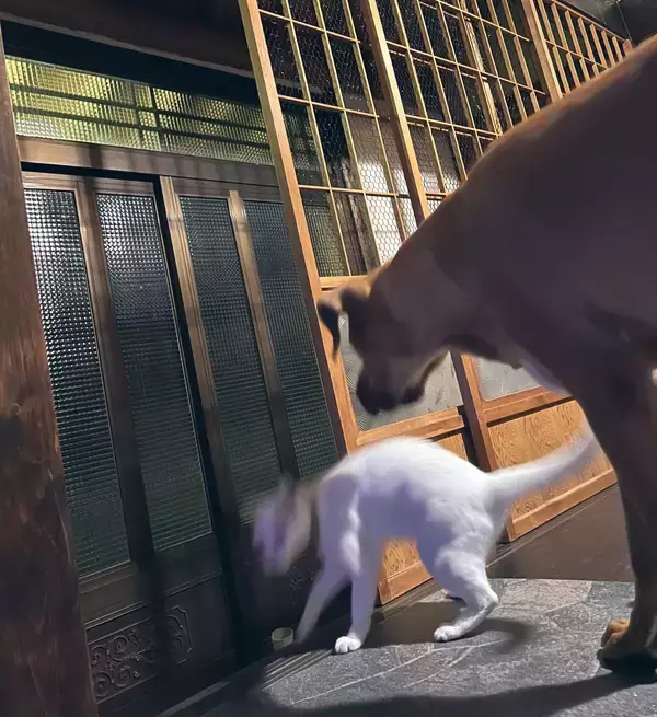 「立場逆転！？ 叱られた猫と叱った犬のやり取りがかわいいとTwitterで話題に！」の画像