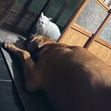 「立場逆転！？ 叱られた猫と叱った犬のやり取りがかわいいとTwitterで話題に！」の画像4