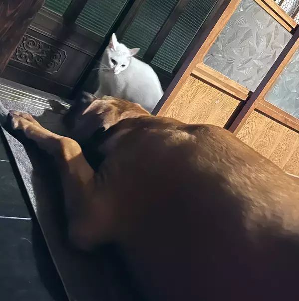 「立場逆転！？ 叱られた猫と叱った犬のやり取りがかわいいとTwitterで話題に！」の画像