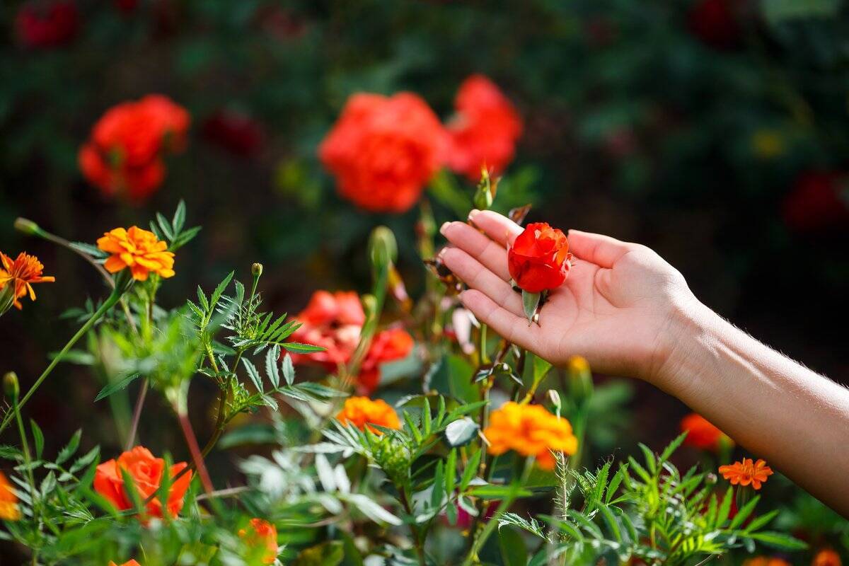 春のガーデニング 植えっぱなしで毎年咲く オシャレな多年草を植える庭づくり 22年2月27日 エキサイトニュース