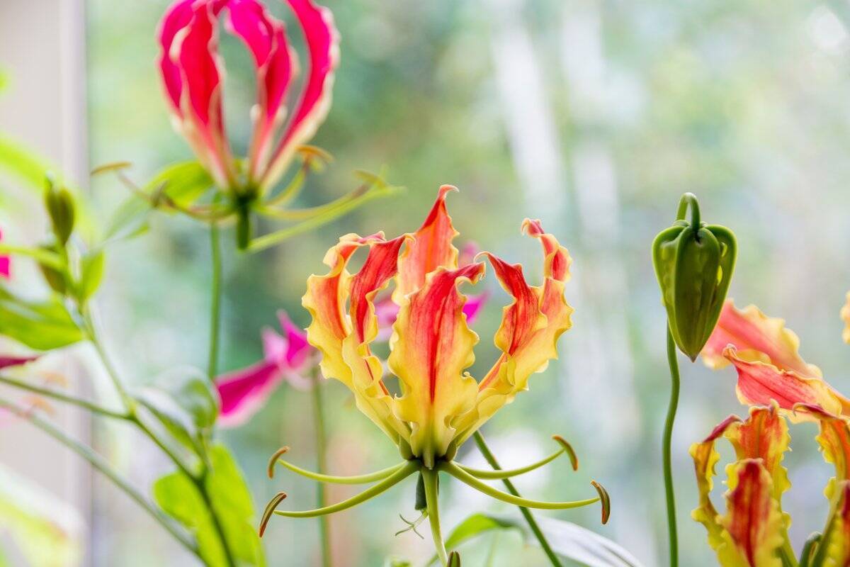 【ガーデニング】オススメ春植え球根8選！オシャレな花が咲く品種＆育て方のコツを紹介