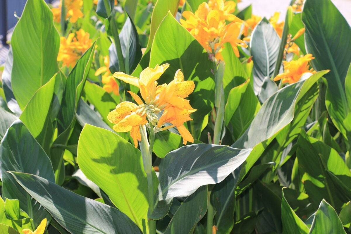 【ガーデニング】オススメ春植え球根8選！オシャレな花が咲く品種＆育て方のコツを紹介