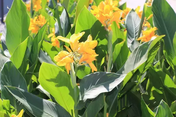 「【ガーデニング】オススメ春植え球根8選！オシャレな花が咲く品種＆育て方のコツを紹介」の画像